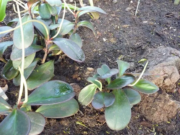 Foto von Rankender Pfeffer (Peperomia clusiifolia).