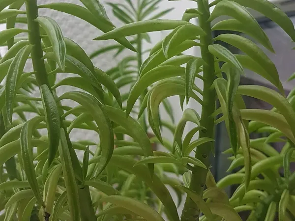 Foto von Rankender Pfeffer (Peperomia ferreyrae).