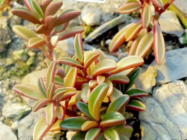 Foto von Rankender Pfeffer (Peperomia graveolens).
