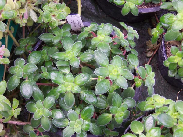 Foto von Rankender Pfeffer (Peperomia obtusifolia).