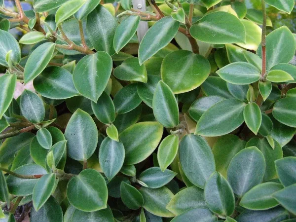 Foto von Rankender Pfeffer (Peperomia orba).