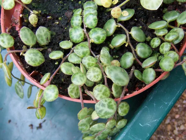 Foto von Rankender Pfeffer (Peperomia prostrata).