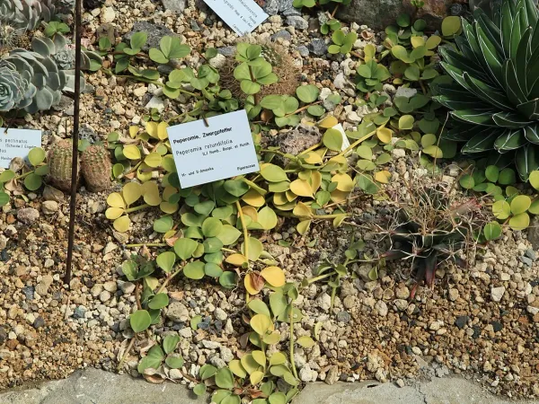 Foto von Rankender Pfeffer (Peperomia rotundifolia).