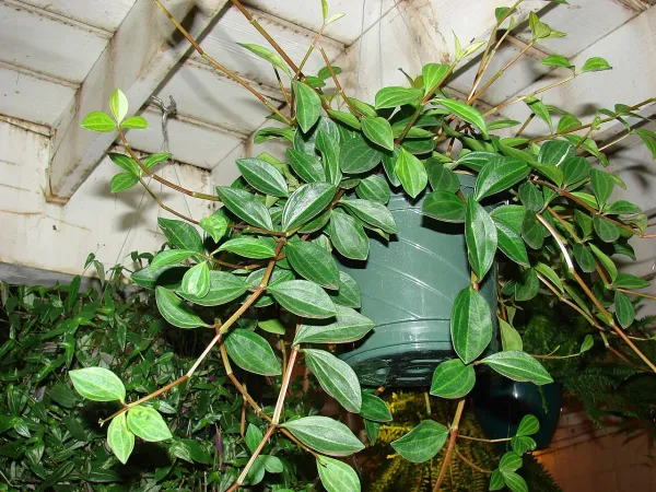 Foto von Rankender Pfeffer (Peperomia tetragona).