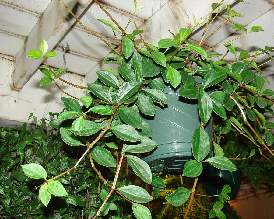 Foto von Rankender Pfeffer (Peperomia tetragona).