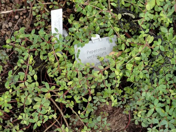 Foto von Rankender Pfeffer (Peperomia verticillata).