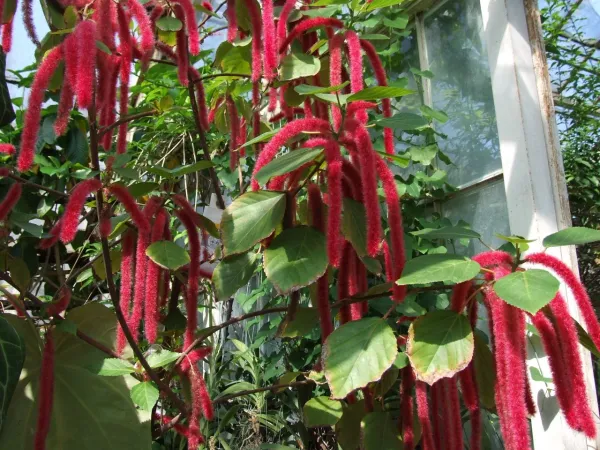 Foto von Raues Nesselblatt (Acalypha hispida).