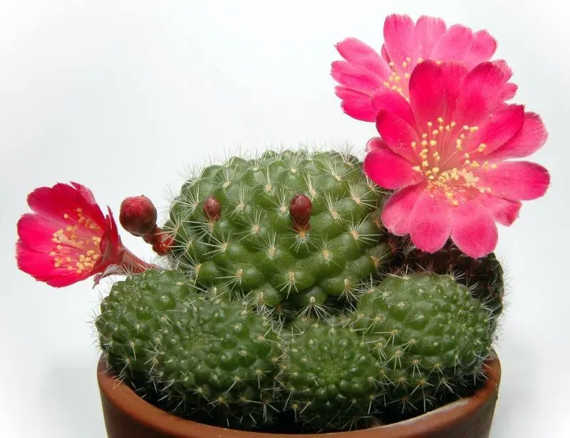Foto von Rebutia (Rebutia minuscula).