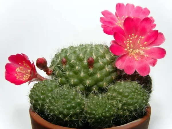 Foto von Rebutia (Rebutia minuscula).