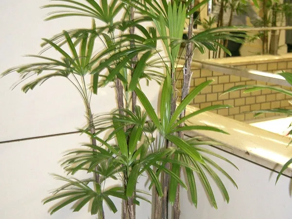 Foto von Rhapis (Rhapis humilis).