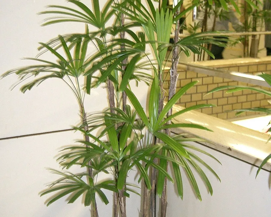 Foto von Rhapis (Rhapis humilis).