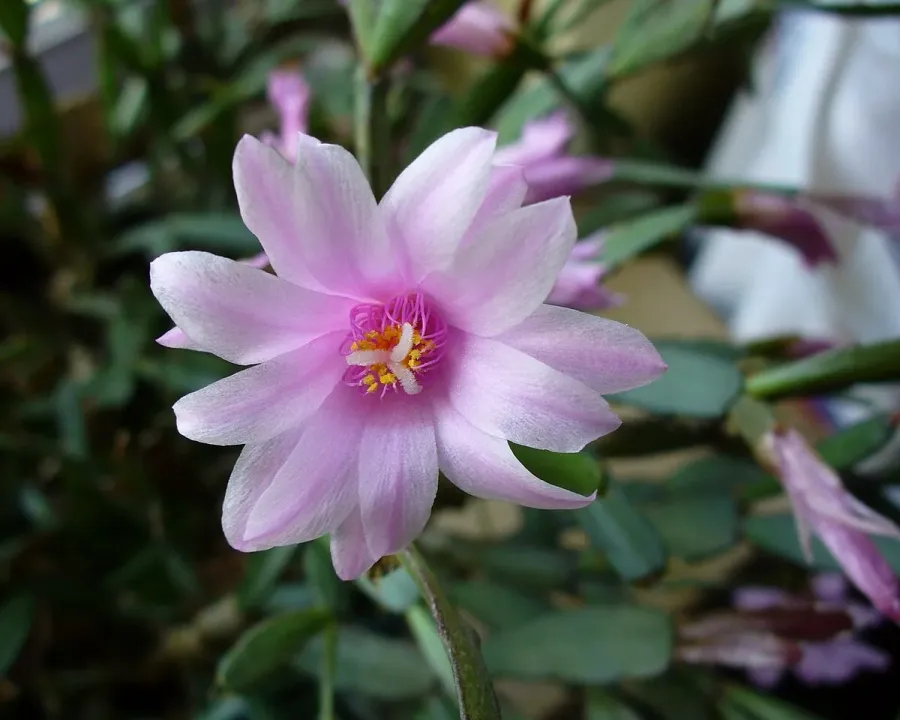 Foto von Rhipsalidopsis (Rhipsalidopsis rosea).