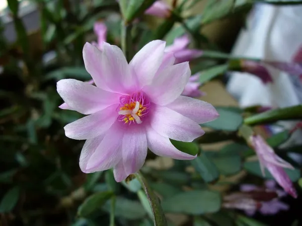 Foto von Rhipsalidopsis (Rhipsalidopsis rosea).