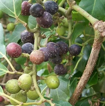 Foto von Rhoicissus (Rhoicissus rhomboidea).