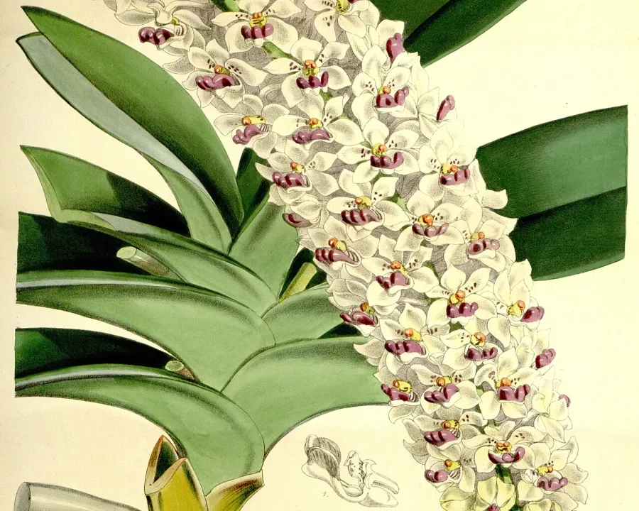 Foto von Rhynchostylis (Saccolabium giganteum).
