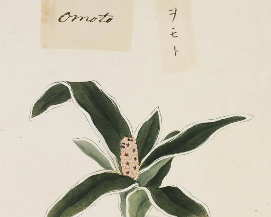 Foto von Rohdea (Rohdea japonica).