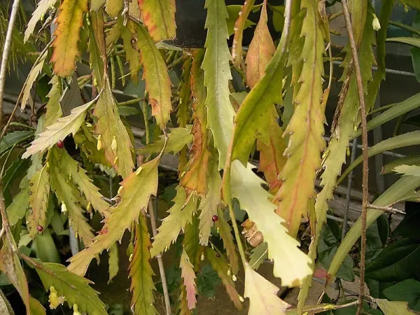 Foto von Rutenkaktus (Lepismium houlletianum).