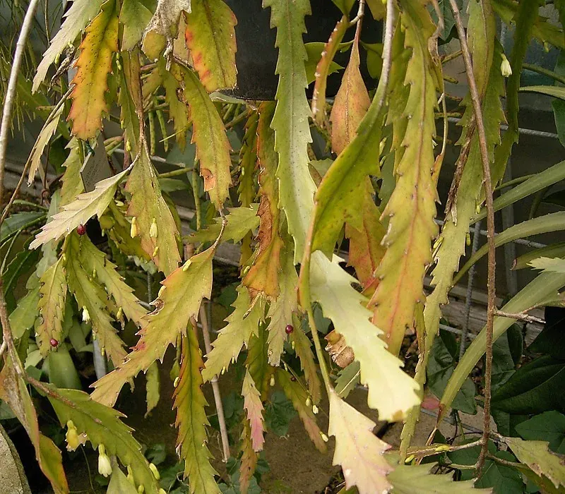 Foto von Rutenkaktus (Lepismium houlletianum).