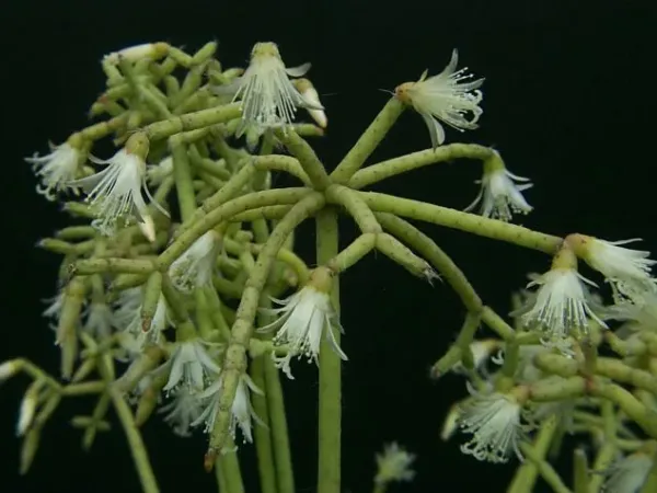 Foto von Rutenkaktus (Rhipsalis cereuscula).