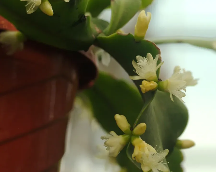 Foto von Rutenkaktus (Rhipsalis crispata).