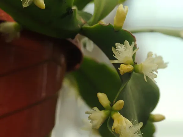 Foto von Rutenkaktus (Rhipsalis crispata).