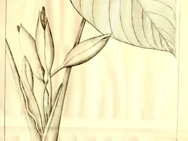 Foto von Schattenblatt (Homalomena rubescens).