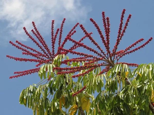 Foto von Schefflera (Heptapleurum actinophyllum).