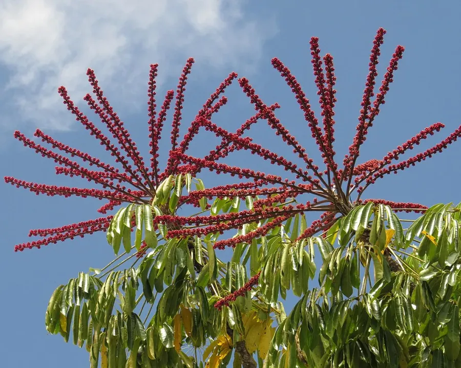 Foto von Schefflera (Heptapleurum actinophyllum).