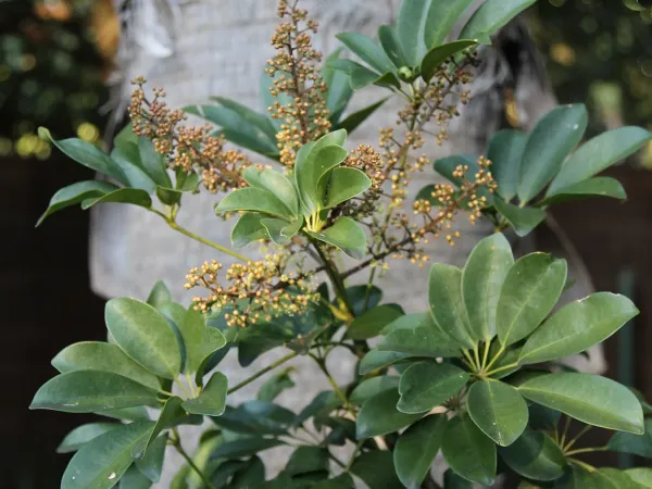 Foto von Schefflera (Heptapleurum arboricola).