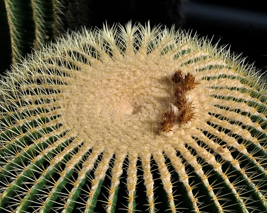 Foto von Sonnenhut (Echinocactus grusonii).