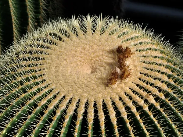 Foto von Sonnenhut (Echinocactus grusonii).