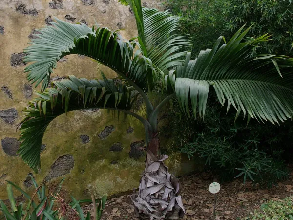 Foto von Spindelpalme (Hyophorbe lagenicaulis).