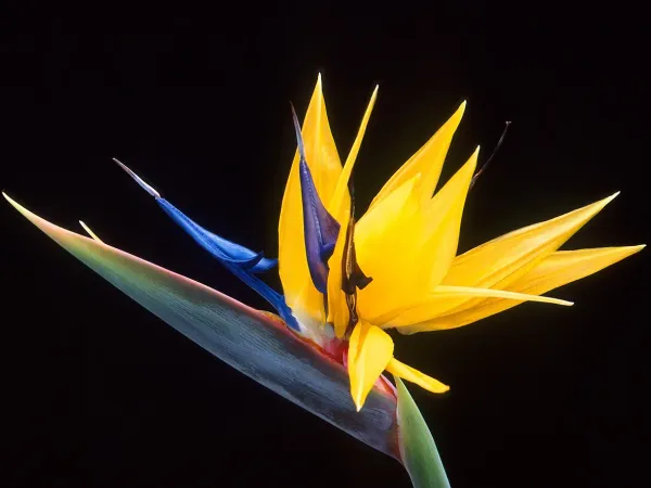 Foto von Paradiesvogelblume (Strelitzia reginae).