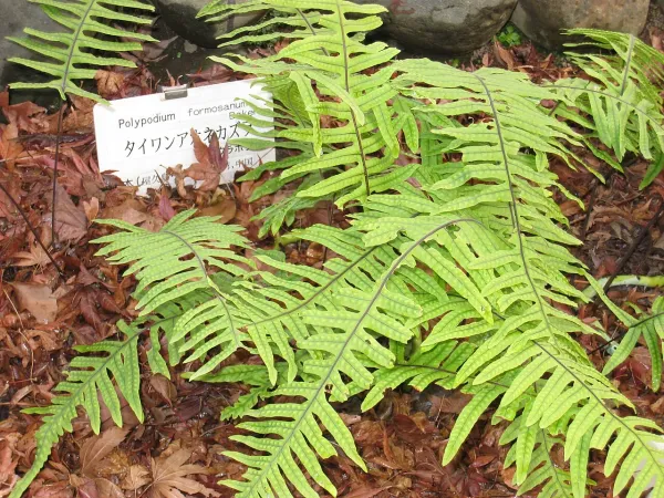 Foto von Tausendfüßlerfarn (Polypodium formosanum).