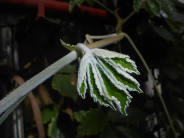 Foto von Tetrastigma (Tetrastigma voinierianum).