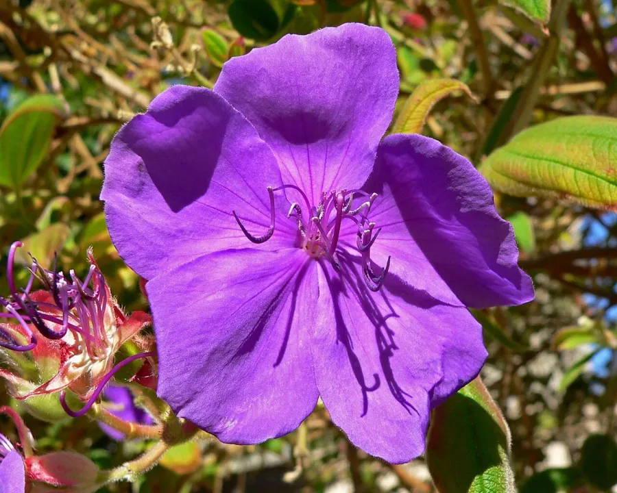 Foto von Tibouchina (Tibouchina urvilleana).