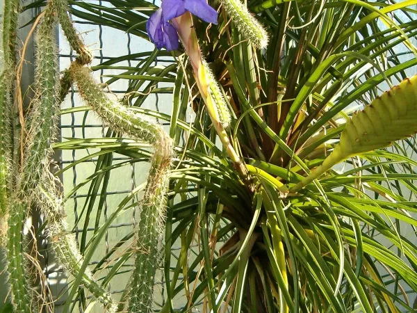 Foto von Tillandsia (Tillandsia lindenii).