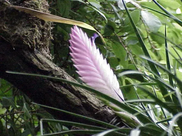 Foto von Tillandsia (Tillandsia cyanea).