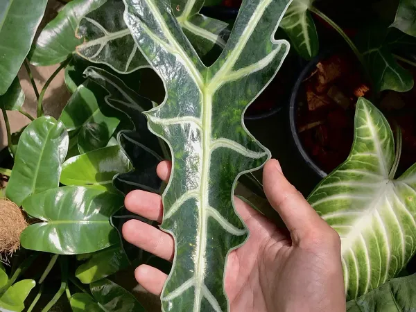 Foto von Tropenwurz (Alocasia sanderiana).