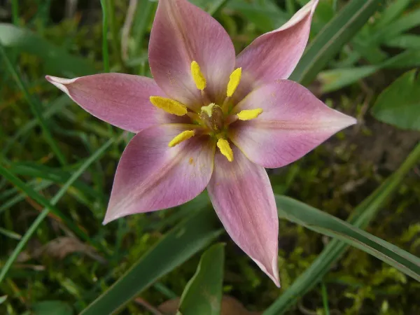 Foto von Tulpen (Tulipa aucheriana).