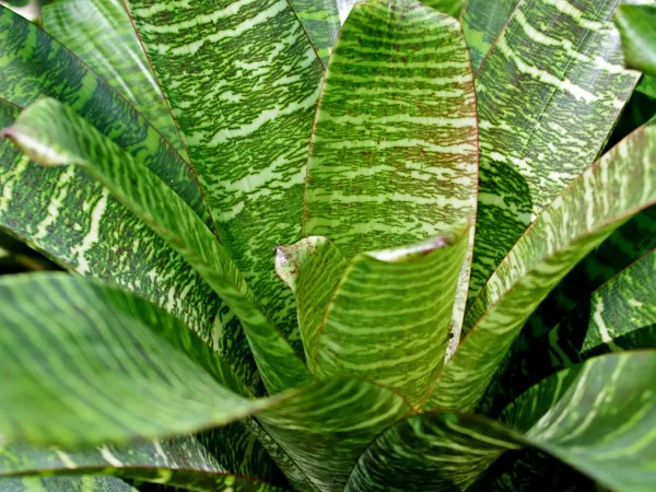 Foto von Vriesea (Vriesea hieroglyphica).