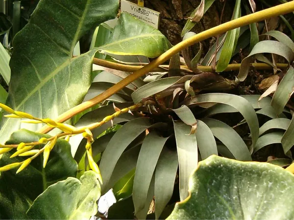 Foto von Vriesea (Vriesea saundersii).