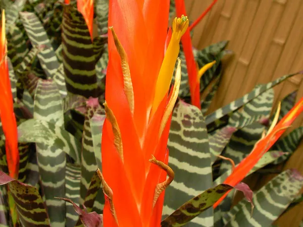 Foto von Vriesea (Vriesea splendens).