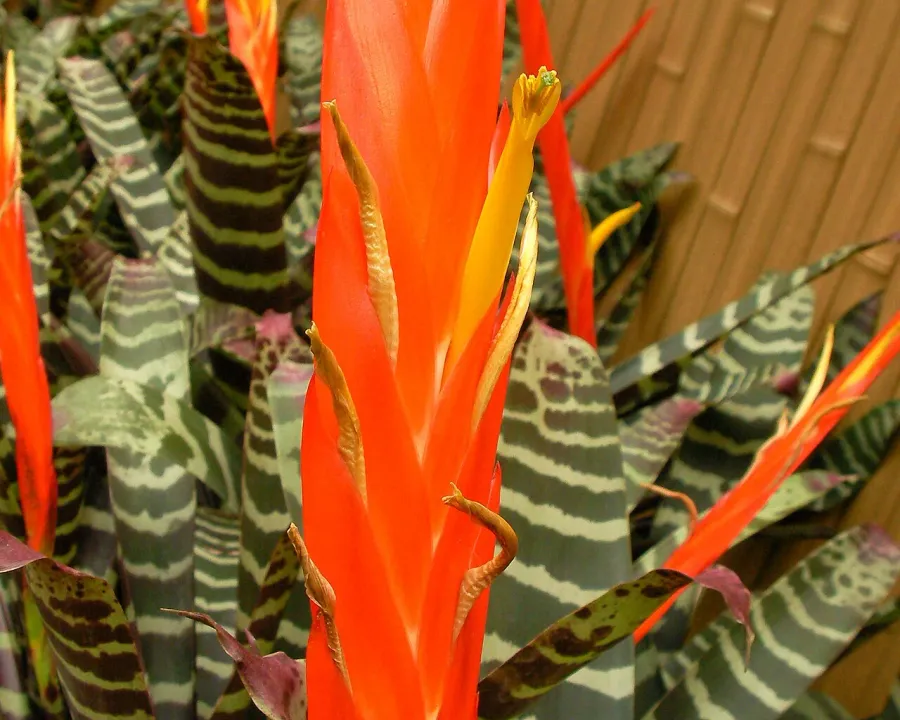 Foto von Vriesea (Vriesea splendens).