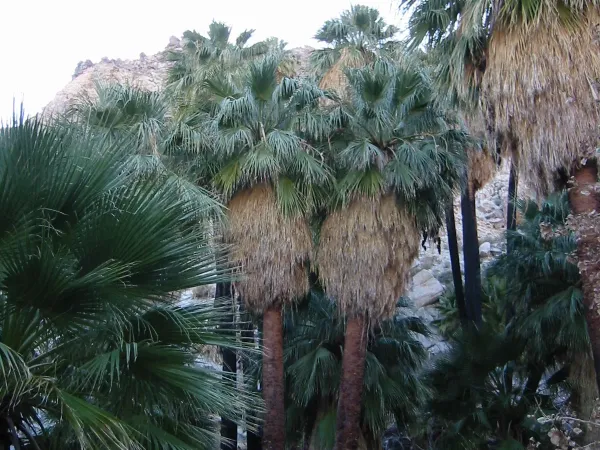 Foto von Washingtonia (Washingtonia filifera).
