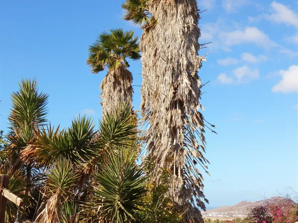Foto von Washingtonia (Washingtonia robusta).