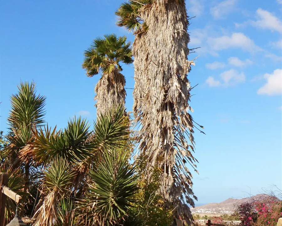 Foto von Washingtonia (Washingtonia robusta).