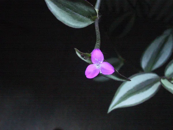 Foto von Zebrakraut , Zebrina (Tradescantia zebrina).
