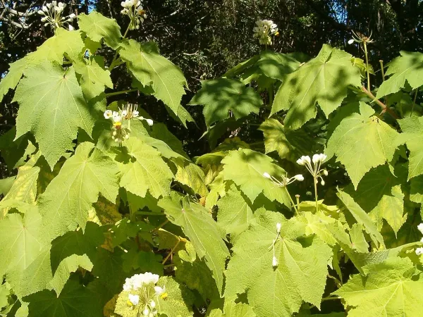 Foto von Zimmerlinde (Sparrmannia africana).