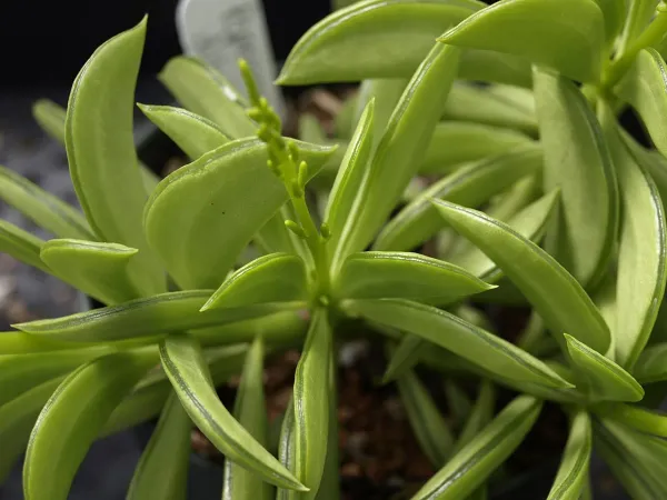 Foto von Zwergpfeffer (Peperomia dolabriformis).